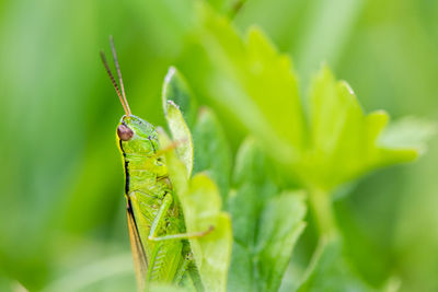 Close-up of insect on leaf