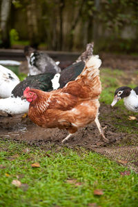 Ducks on grass