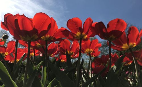 Close-up of red flowering plant against sky