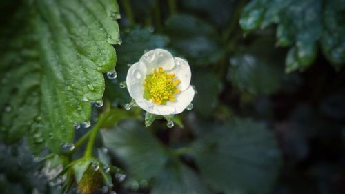 Close-up of wet flower in rainy season