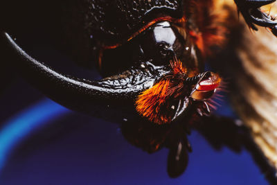 Close-up of bee pollinating flower