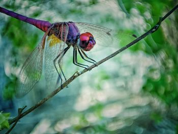 Close-up of insect on twig