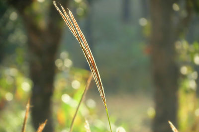 Close-up of plant