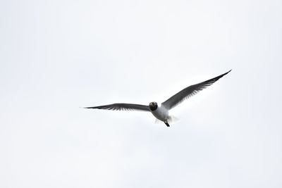 Low angle view of bird flying against clear sky