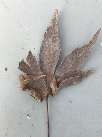 High angle view of dry leaf on plant