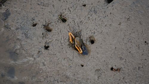 High angle view of crab on beach