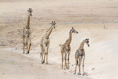 High angle view of giraffes walking on land