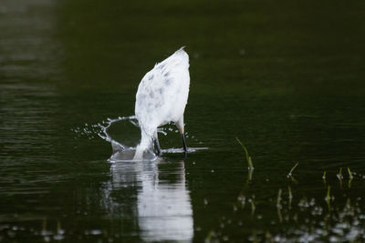 View of bird drinking water