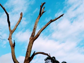 Low angle view of bare tree against sky