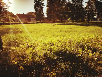 Scenic view of field against trees