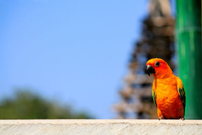 Close-up of parrot perching on wood against blue sky