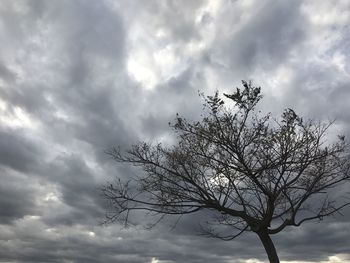 Low angle view of tree against sky