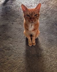Portrait of ginger cat sitting outdoors