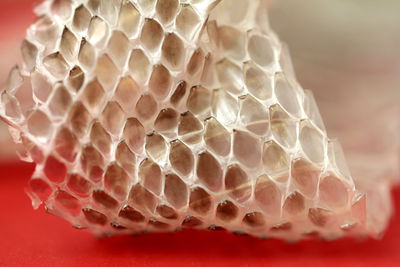 Close-up of insect on leaf