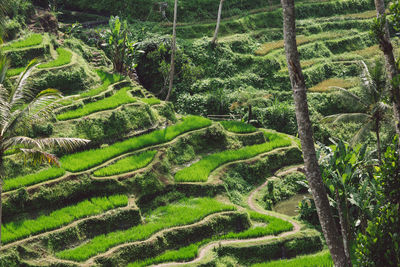 Scenic view of agricultural field