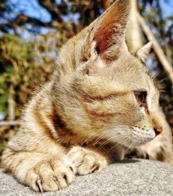 Little cat taking rest