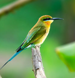 Close-up of bird perching on branch