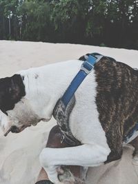 High angle view of dog looking at camera