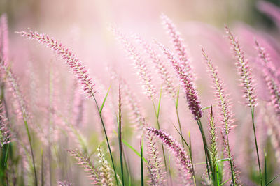 Close-up of pink flowering plants on field