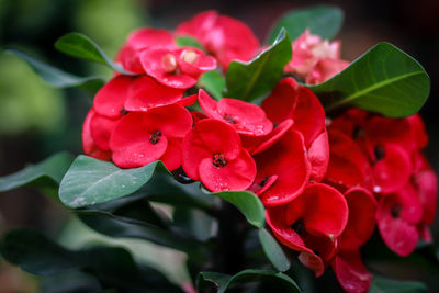 Close-up of water on red flowering plant