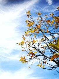 Low angle view of tree against sky