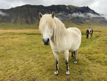 Horse standing on field