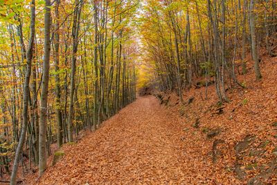 Footpath amidst trees in forest during autumn