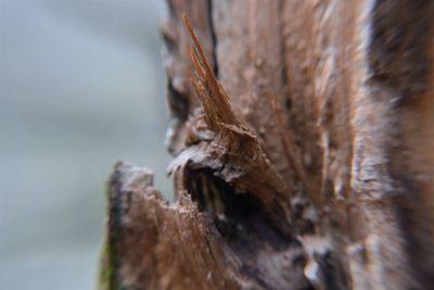 Close-up of lizard on tree trunk