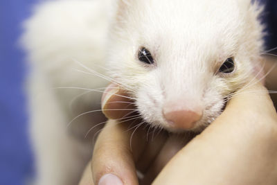 Close-up of hand holding cat