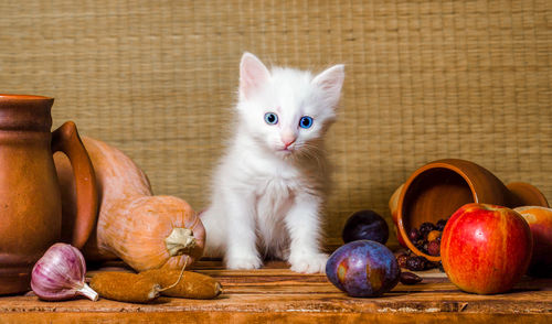 Close-up of cat on table