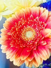 Close-up of orange daisy flower