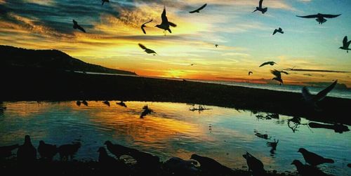 Silhouette birds flying over sea during sunset