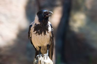 Close-up of bird perching outdoors