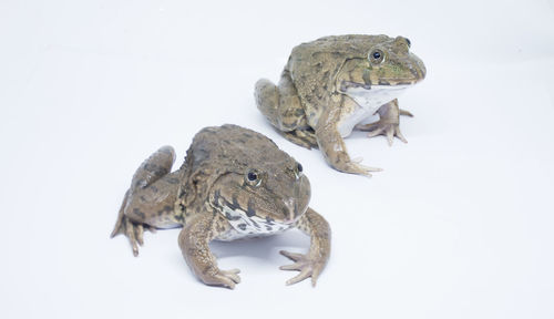 Close-up of frog over white background