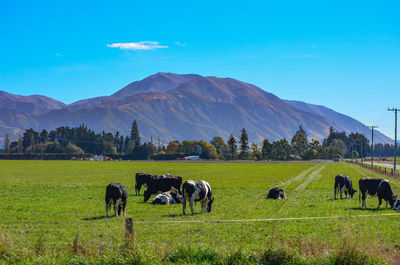 Horses grazing in a field