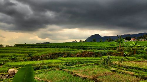 Scenic view of agricultural field against sky