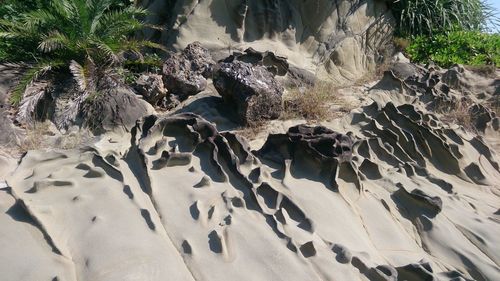 High angle view of animals on rock