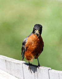 Close-up of bird perching on railing