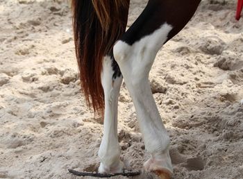 Horse standing at sandy beach