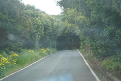 Road amidst trees in forest