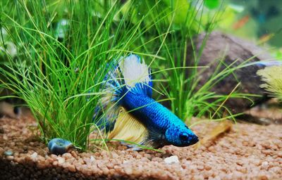 Close-up of a blue yellow betta fish on