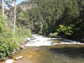 Scenic view of river in forest