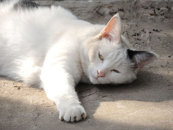 Close-up of a cat sleeping