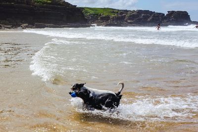 Dog on beach