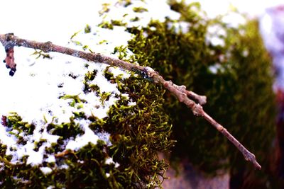 Low angle view of tree against sky