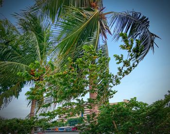 Low angle view of palm tree against sky