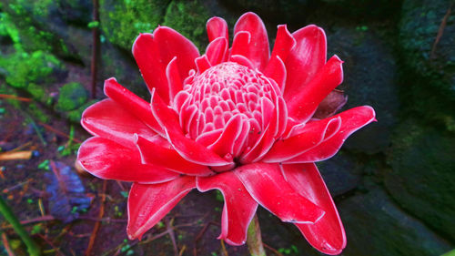 Close-up of wet pink flower blooming outdoors