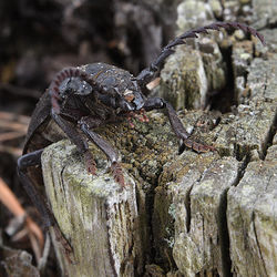 Close-up of insect on tree trunk