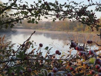 Close-up of plants against lake