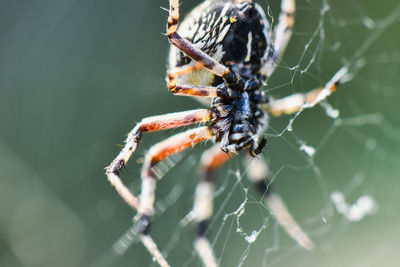 Close-up of spider on web